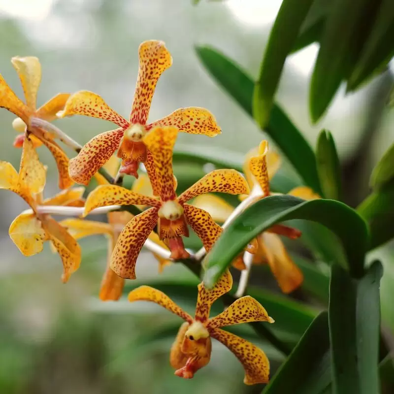 Dewan Bandaraya Kuching Utara Orchid Garden