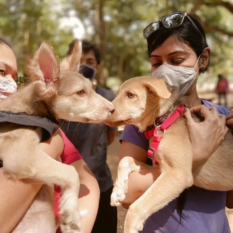 The Weekend Dog Park Cubbon Park