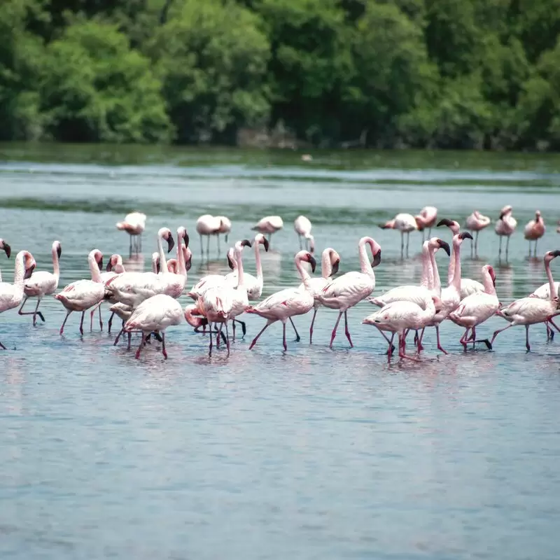 Bird Watching Area Bhandup West