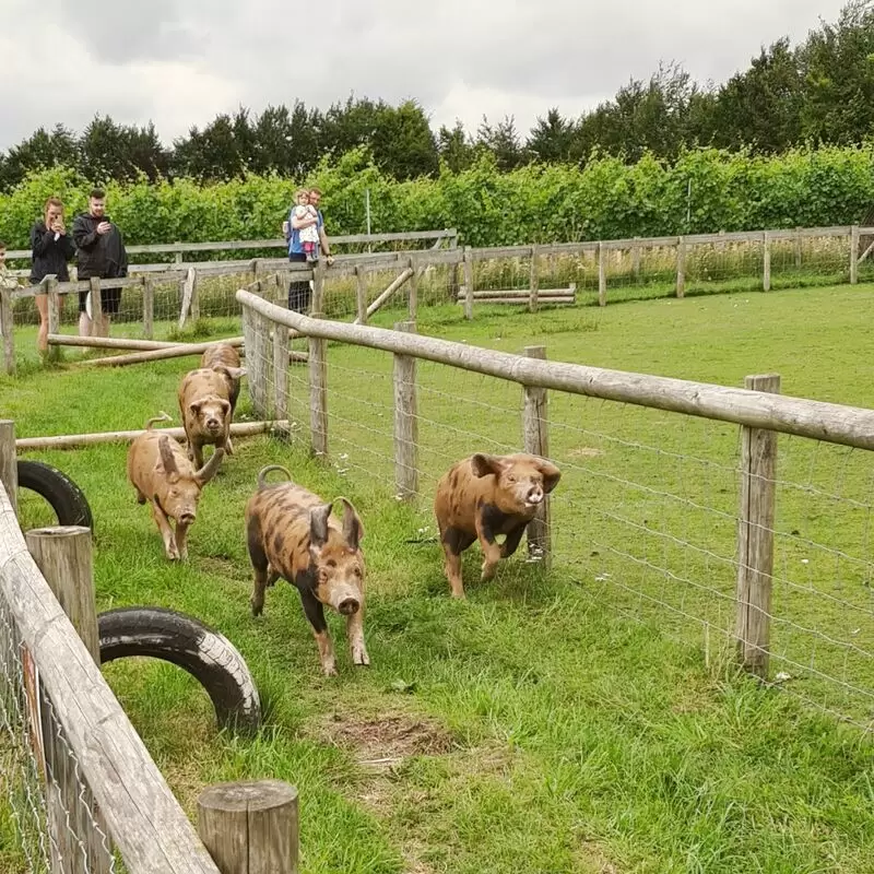 Cholderton Rare Breeds Farm