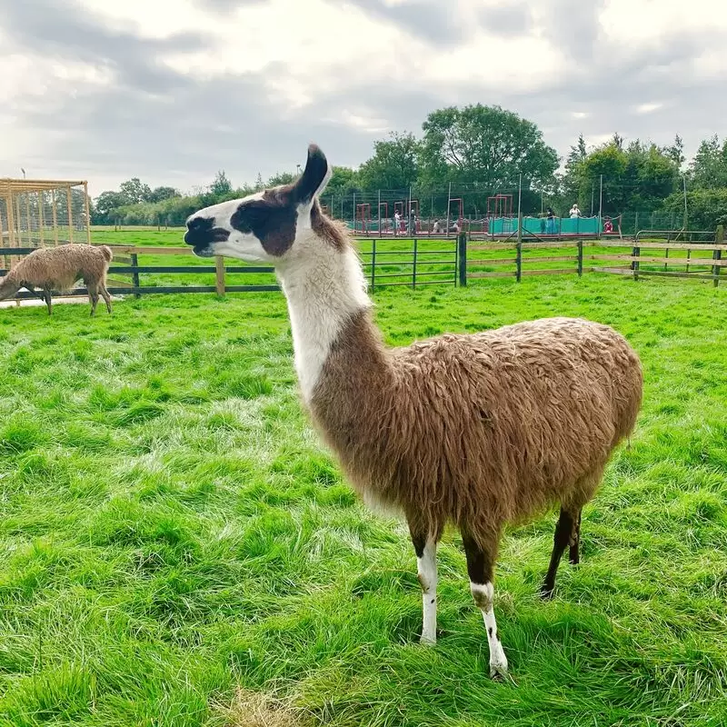 Kia Ora Mini Farm