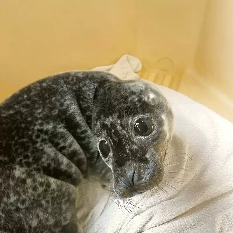 Seal Rescue Ireland Visitor Centre