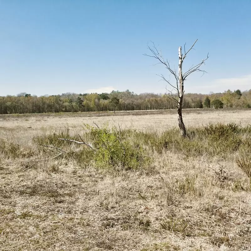 Whitmoor Common