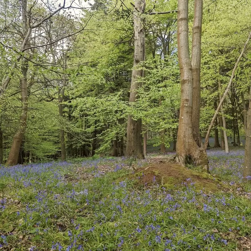 Chantry Wood