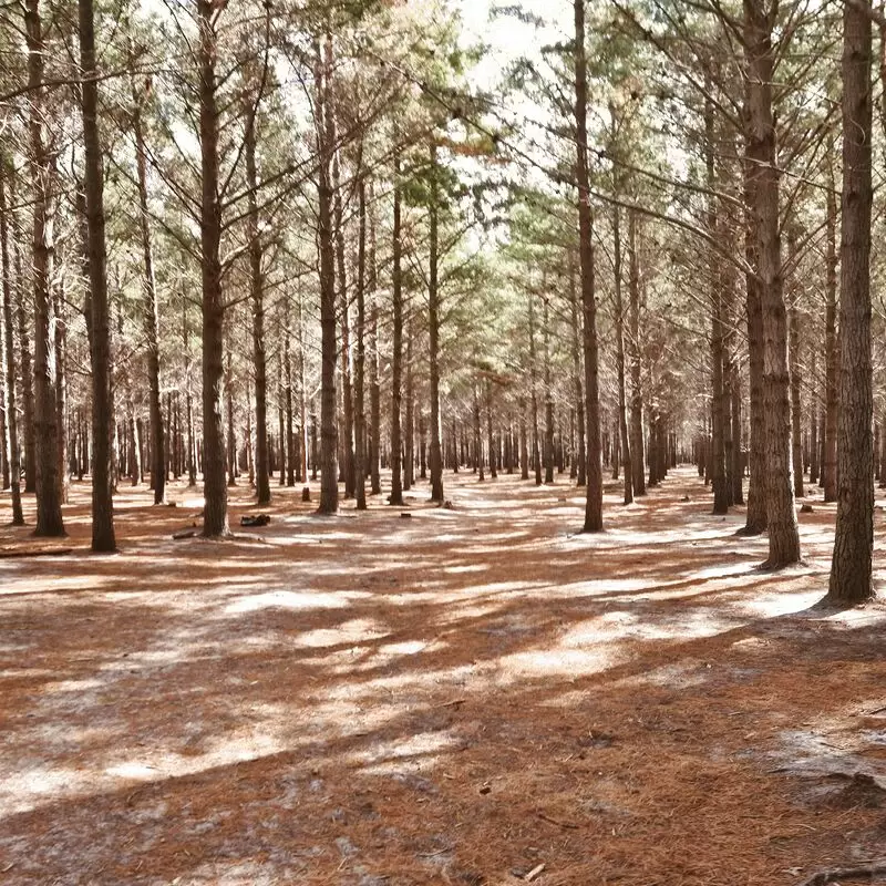 Tokai Lower Plantation