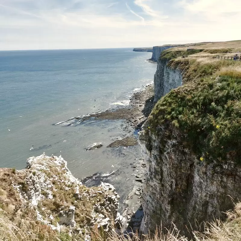 RSPB Bempton Cliffs