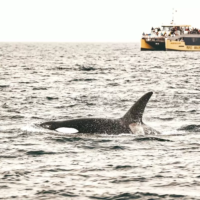 Prince of Whales Whale Watching Adventures Victoria