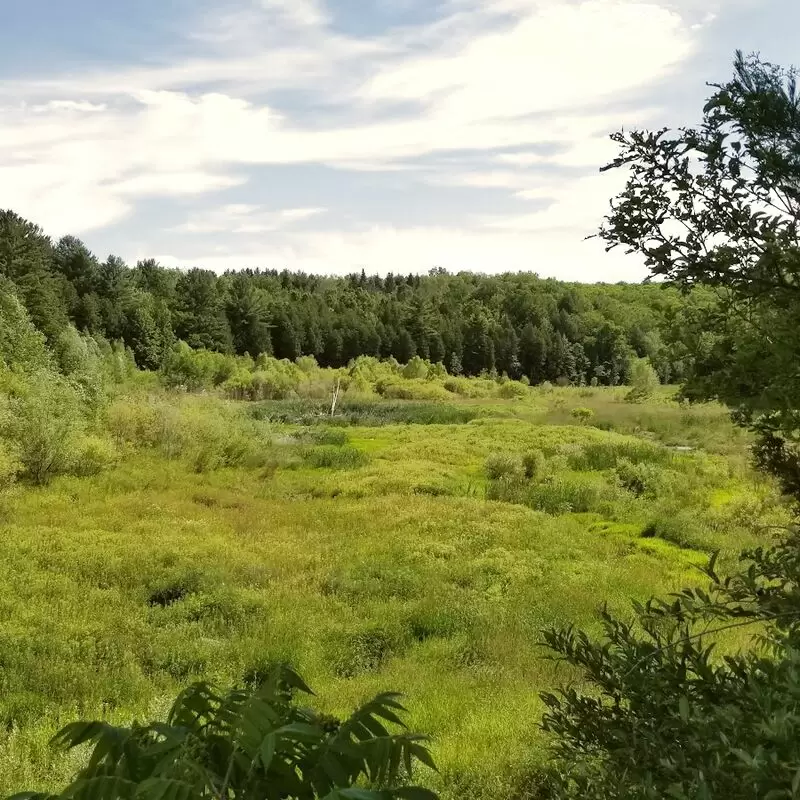 Scanlon Creek Conservation Area