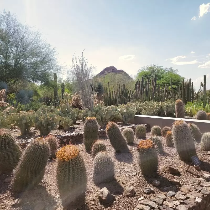 Desert Botanical Garden