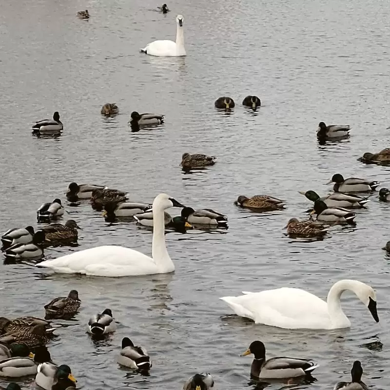 Fielding Bird Sanctuary