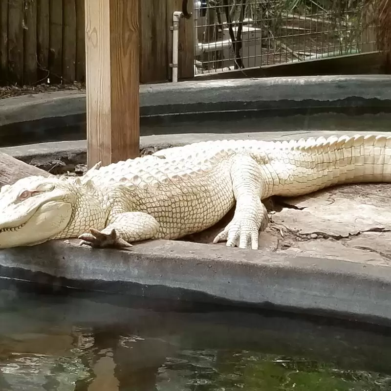 Wild Florida Airboats & Gator Park