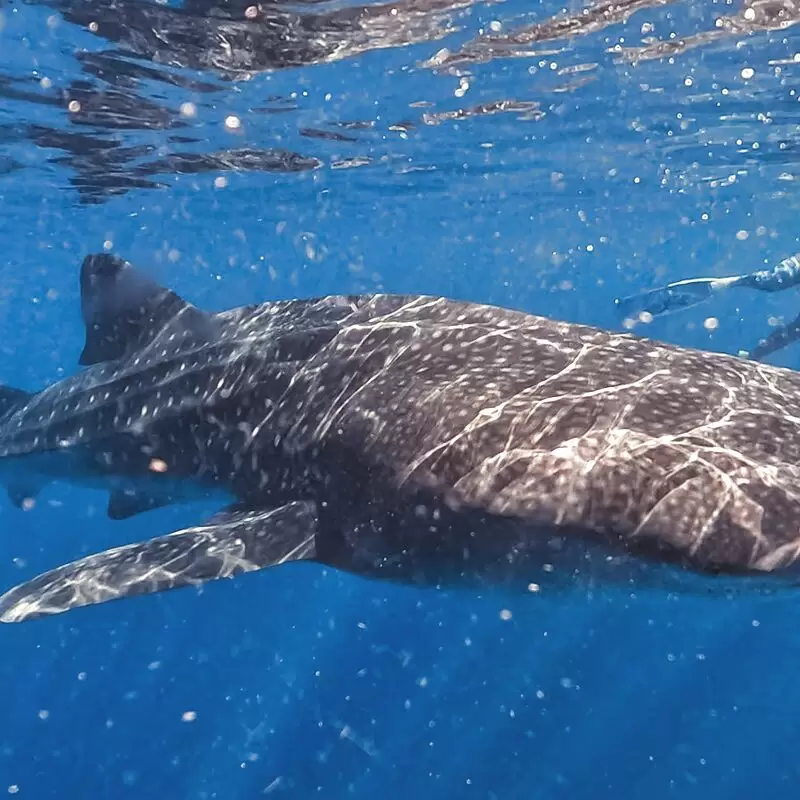 Ningaloo Discovery Whale Shark Tours