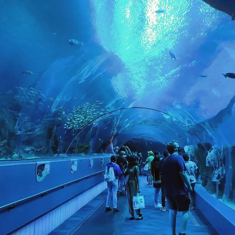 Georgia Aquarium