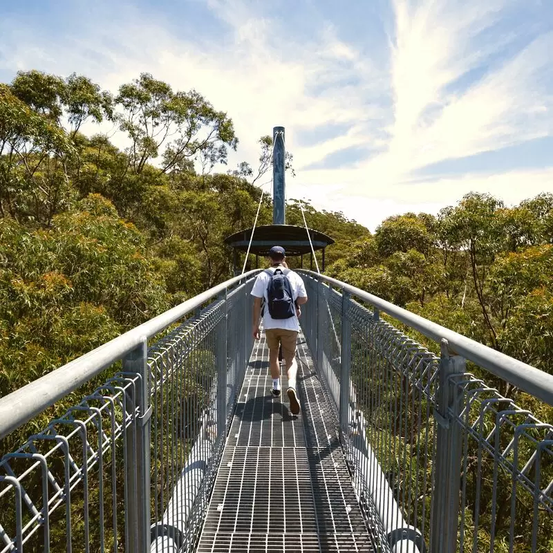 Illawarra Fly Treetop Adventures