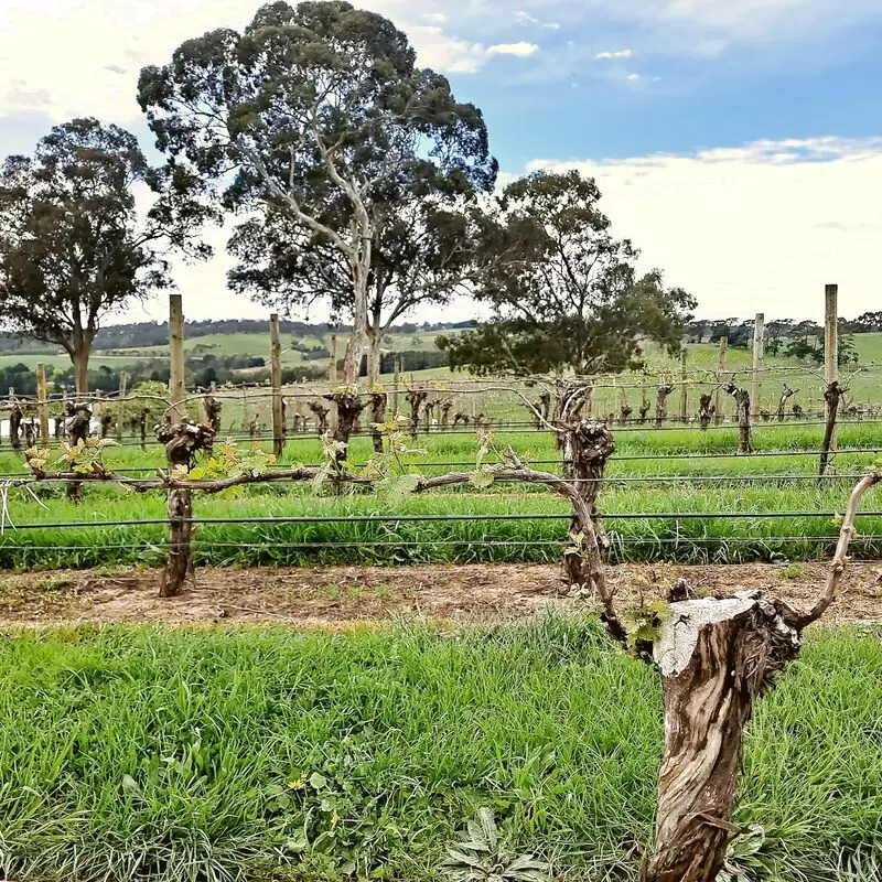 The Lane Vineyard