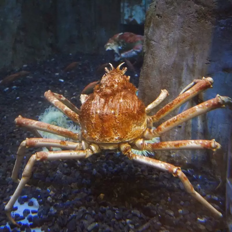 Dubai Aquarium & Underwater Zoo