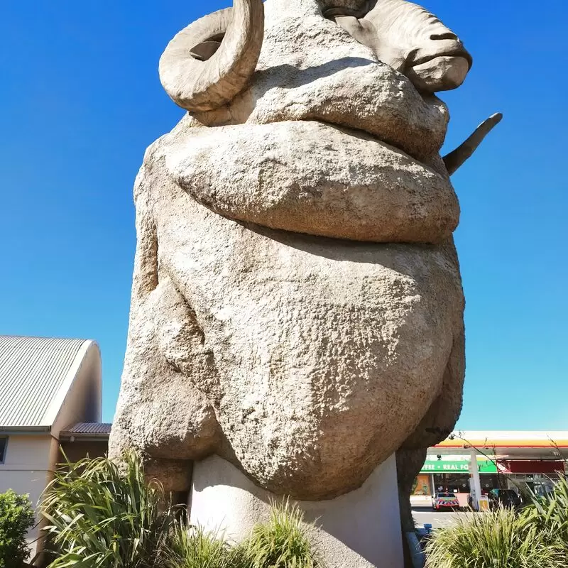 The Big Merino