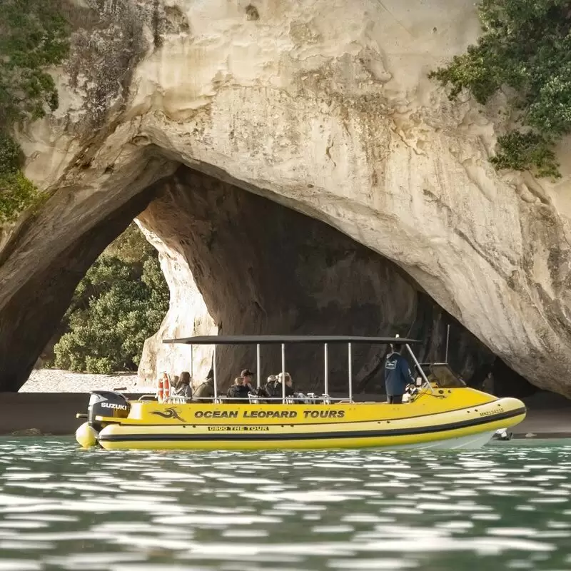 Ocean Leopard Tours Cathedral Cove Boat Tour