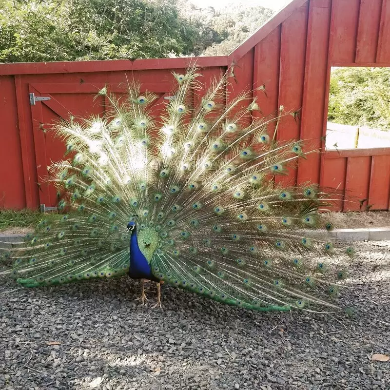 Mill Creek Bird Park and Animal Encounters