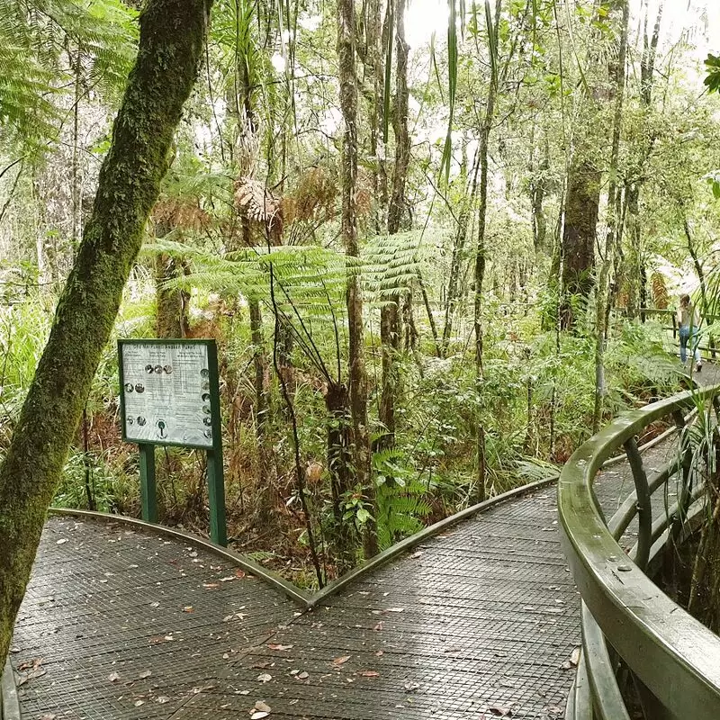 Kauri Walk Puketi Forest