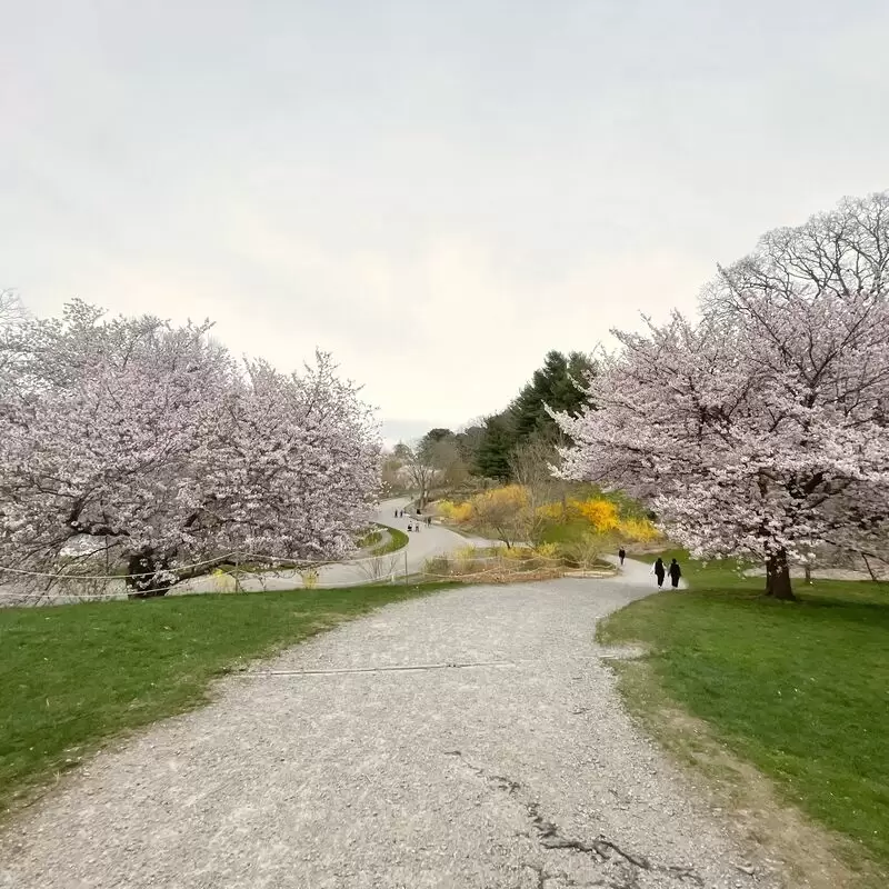 Arnold Arboretum of Harvard University