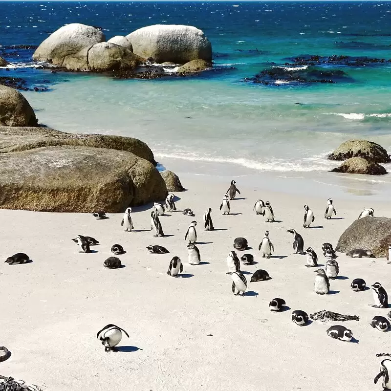 Boulders Beach