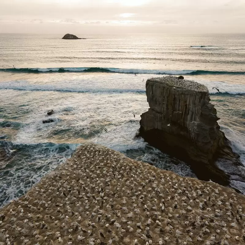 Muriwai Gannet Colony