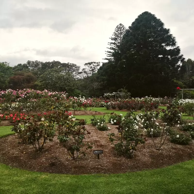 Dove Myer Robinson Park Parnell Rose Garden)