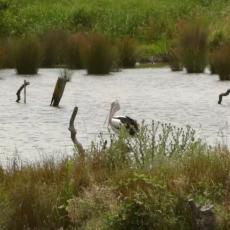 Jerrabomberra Wetlands Nature Reserve