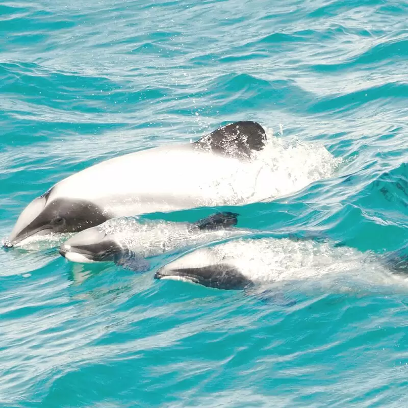 Akaroa Dolphins