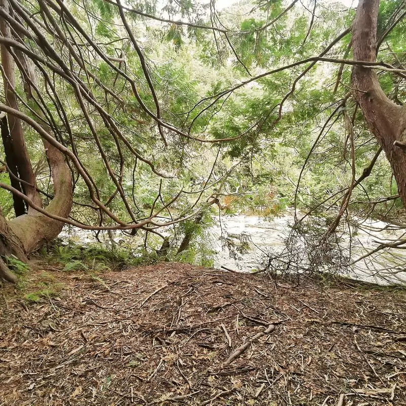 Akatarawa Forest