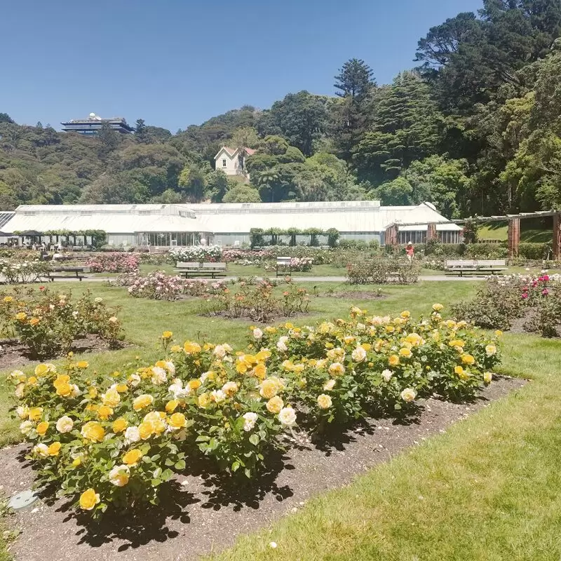 Lady Norwood Rose Garden