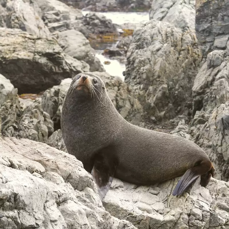 Red Rocks Seals