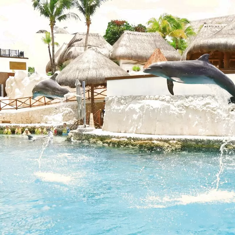 Dolphinaris Cozumel