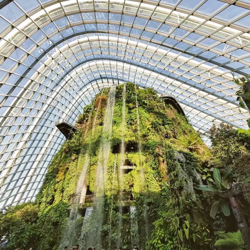 Cloud Forest