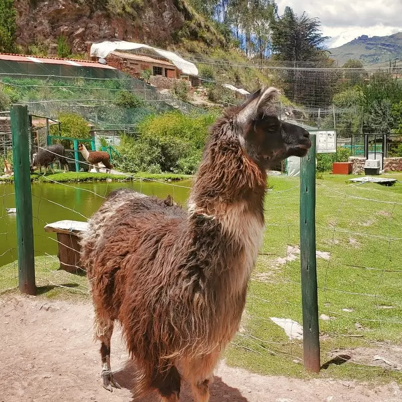 Cochahuasi Animal Sanctuary