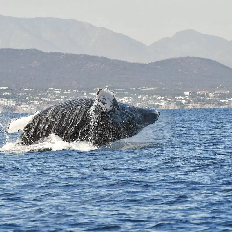 Whale Watch Cabo