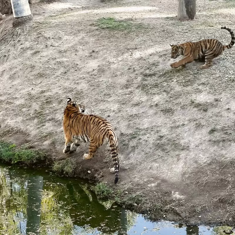 Zoologico Guadalajara