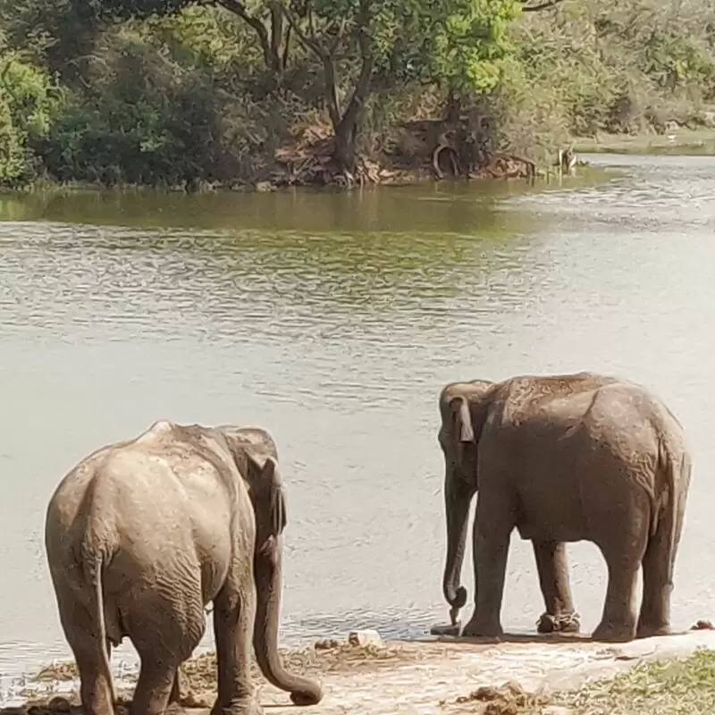 Bannerghatta Zoo