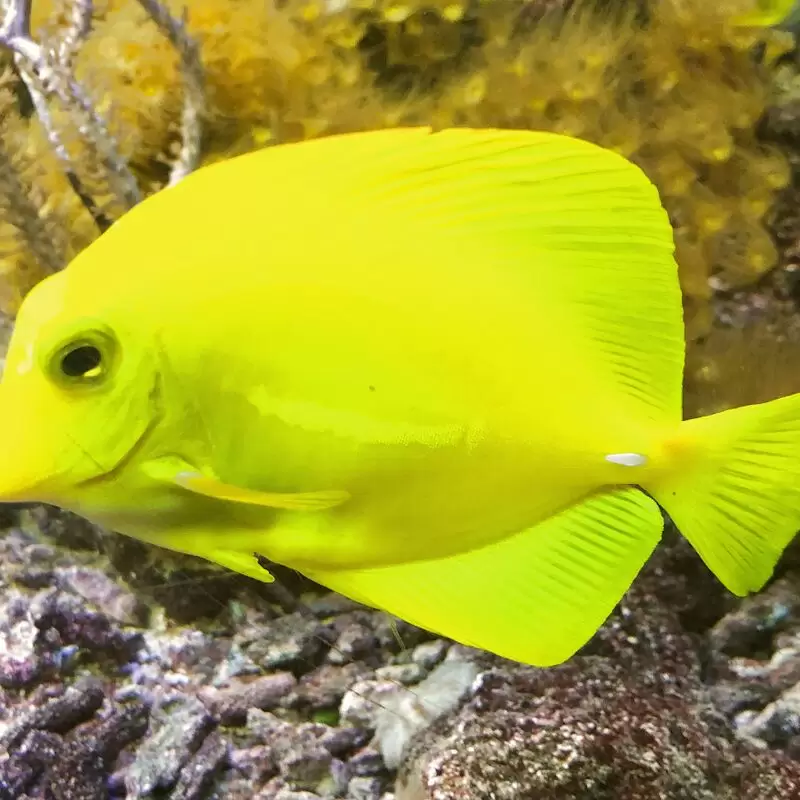 Aquarium Crikvenica