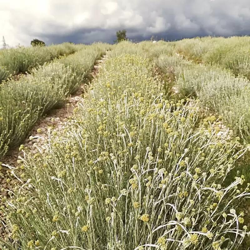 Immortelle Farm Island Of Krk