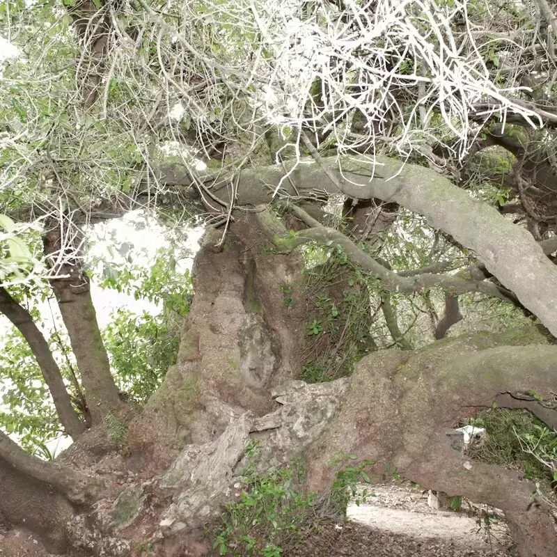 Post Office Tree