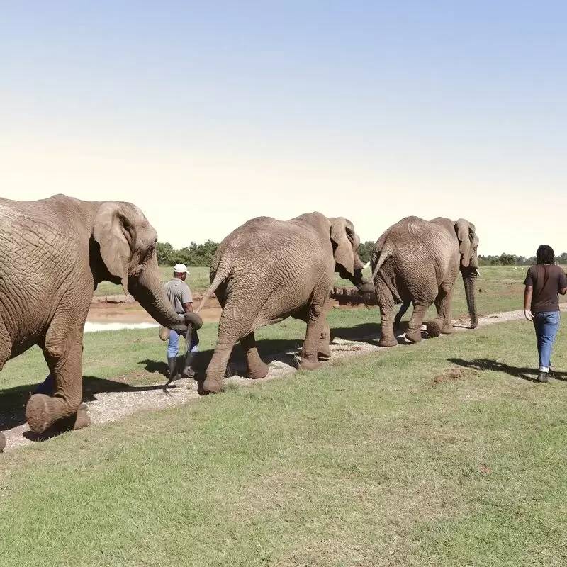 Elephant Sanctuary Plettenberg Bay