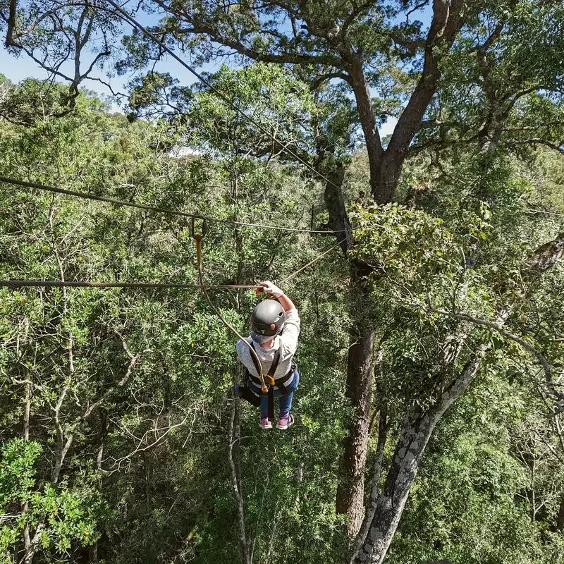 Tsitsikamma Canopy Tours