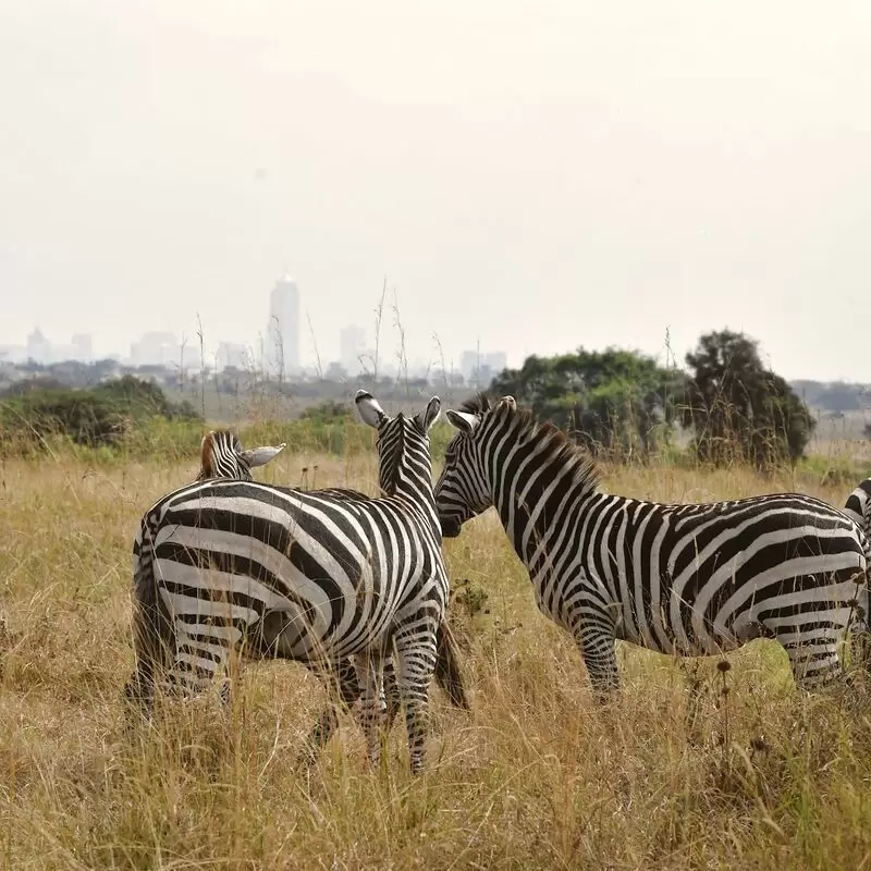 Nairobi National Park