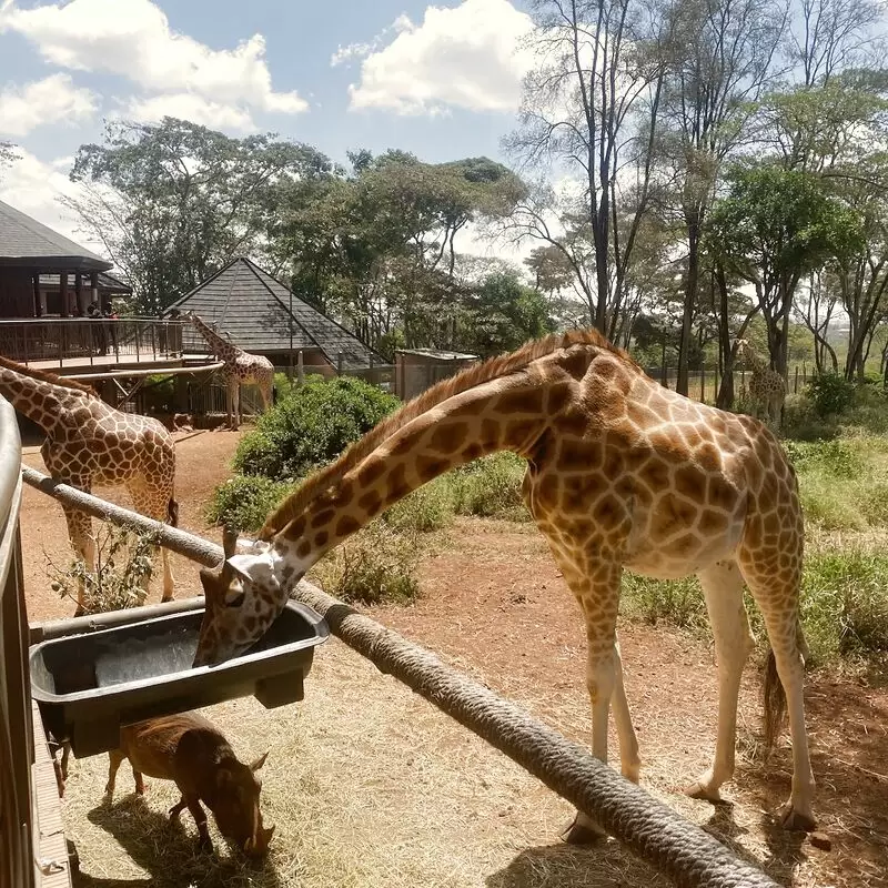 Giraffe Centre