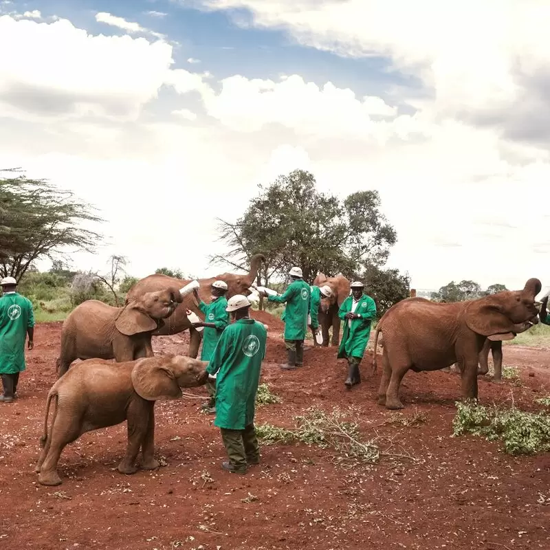 Elephant Nursery