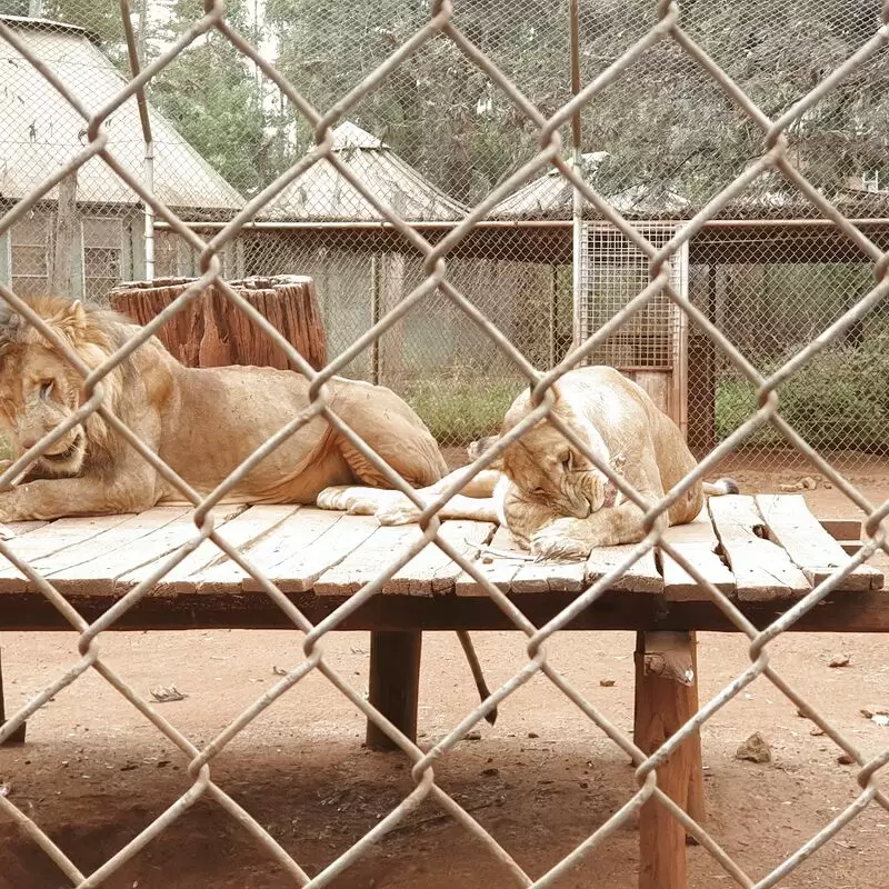 Nairobi Animal Orphanage