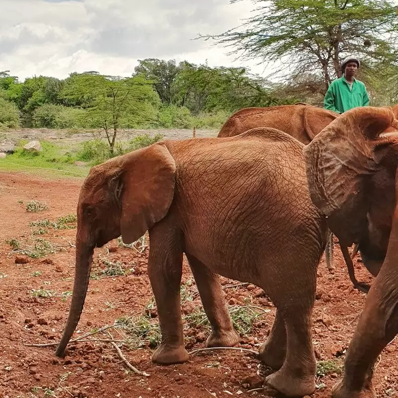 Cruzeiro Safaris Kenya