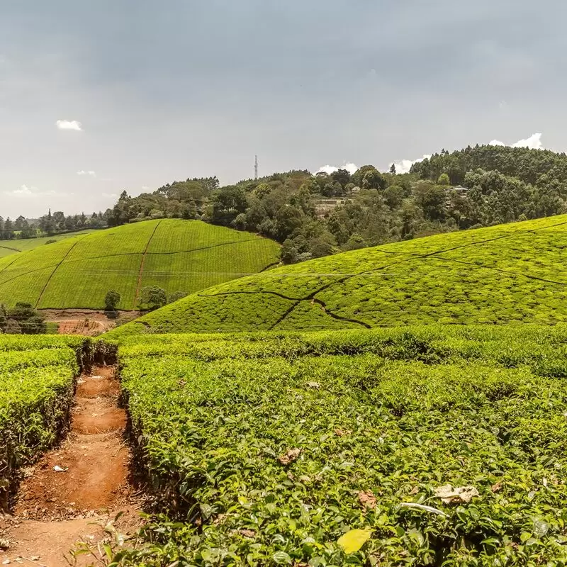 Kiambethu Tea Farm